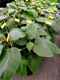 Tree Tomato